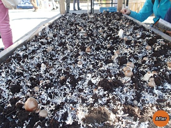 マッシュルームつかみどりの様子02