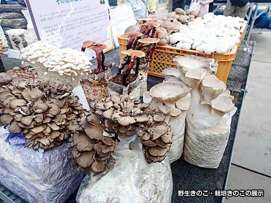 野生きのこ・栽培きのこの展示