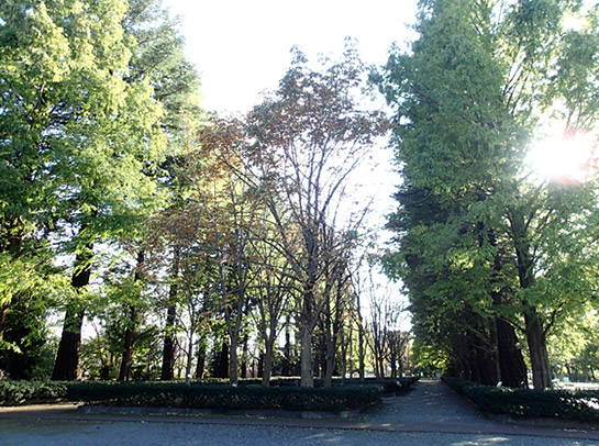 筑波実験植物園の平和な(?)日々