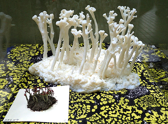 イオウゴケの3D模型!