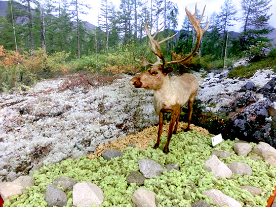 地衣類を食べるトナカイの展示