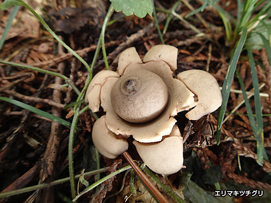 エリマキツチグリ