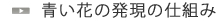 セミナー「青い花の発現の仕組み」
