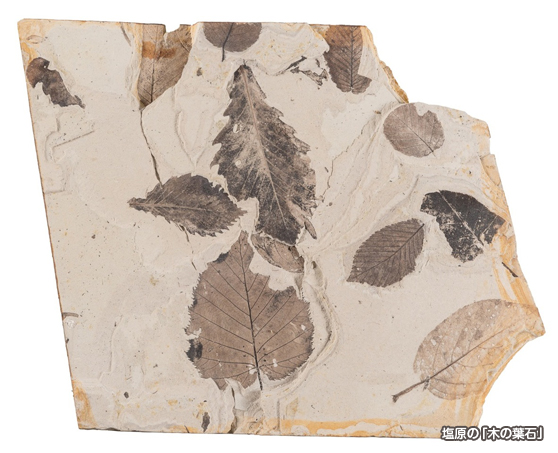 塩原の木の葉石