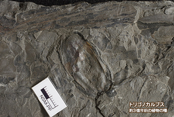 塩原の木の葉石