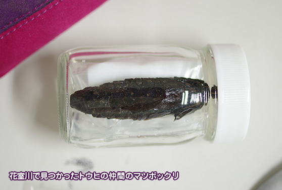 花室川で見つかったトウヒの仲間のマツボックリ