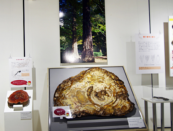 針葉樹の珪化木