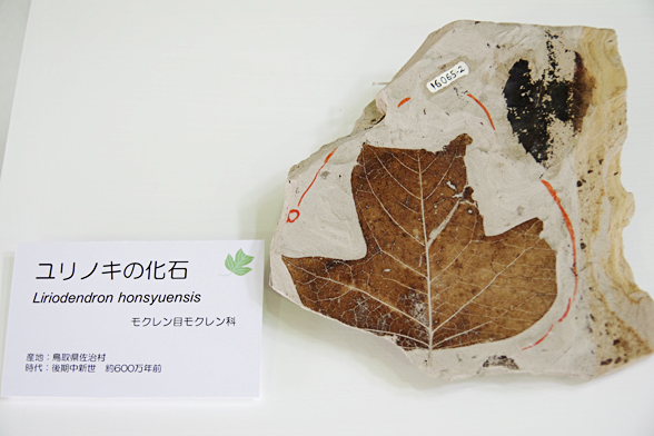 ユリノキの化石