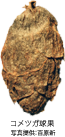 コメツガ球果