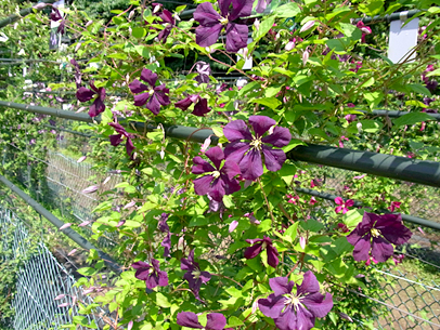 クレマチス‘エトワール・バイオレット’