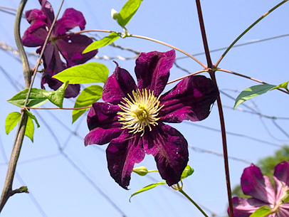 クレマチス‘ジゼラ’