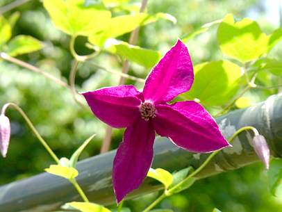 クレマチス‘ブラック・プリンス’ 