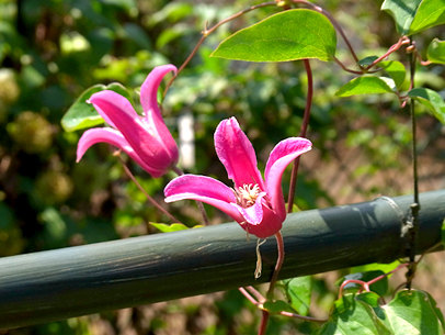 クレマチス‘プリンセス・ダイアナ’