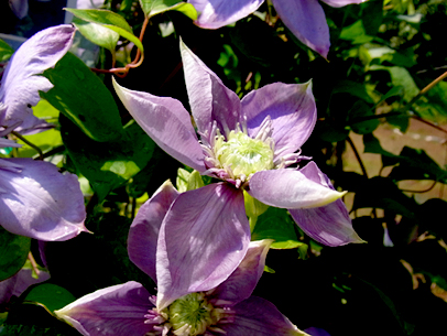 クレマチス‘ブルー・ライト’