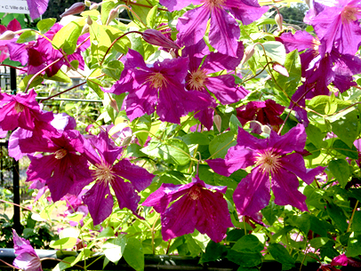 クレマチス’イゥビリエーニ７０’