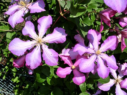 クレマチス‘ニコライ・ルブツォフ’