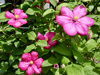 クレマチス’ビル・ド・リオン’