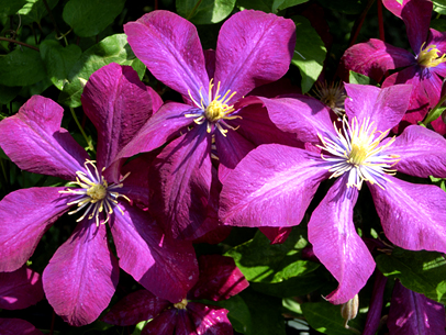 クレマチス’ボリューソー’