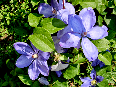 クレマチス’ミセス・チョムリー’