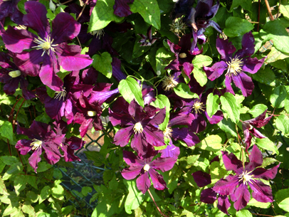 クレマチス’ワルシャフスカ・ニキ’