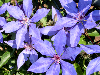 クレマチス’大和’ 