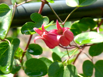 クレマチス・テクセンシス‘スカーレット’