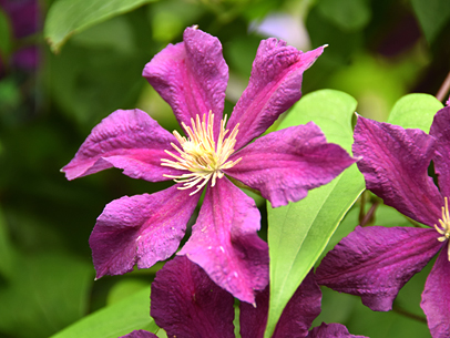 クレマチス‘イゥビリエーニ70‘