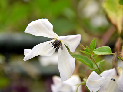 クレマチス'アルバ・ラグジュリアンス'