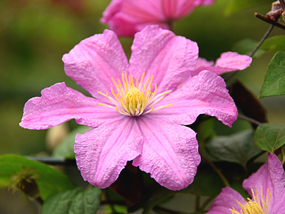 クレマチス'コンテス・ド・ブーショ'