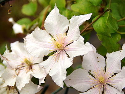 クレマチス'ティーウ'