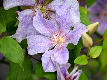 クレマチス'テクサ'