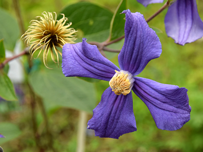 クレマチス'デュランディー'