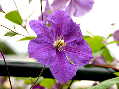 クレマチス'ビクトリア'