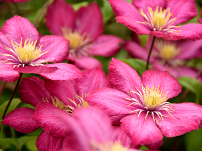 クレマチス'ビル・ド・リオン'