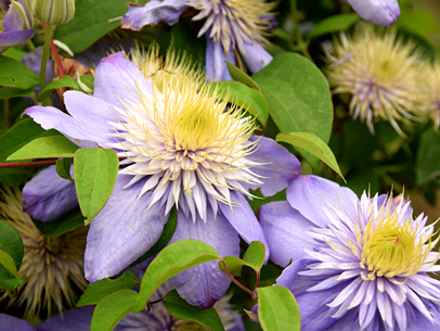 クレマチス'ブルー・ライト'