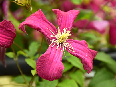 クレマチス'マダム・ジュリア・コレボン'