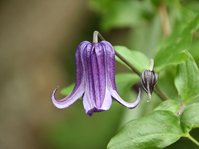 クレマチス'籠口'