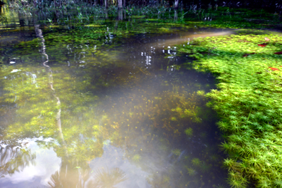 水草展チラシダウンロード