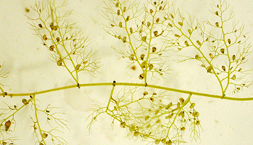 食虫植物タヌキモ