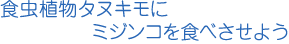 食虫植物タヌキモにミジンコを食べさせよう