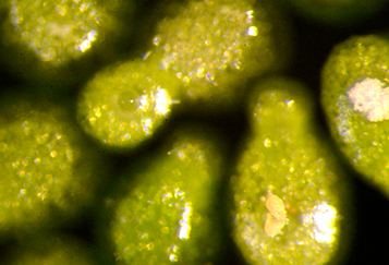 世界最小の種子動物ミジンコウキクサ