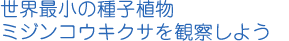 世界最小の種子動物ミジンコウキクサを観察しよう