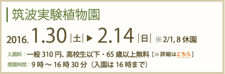 筑波実験植物園2016年1月30日～2月14日まで(2/1,8休園)入園料：一般310円高校生以下・65歳以上無料　開園時間：9時～16時30分(入園は16時まで)