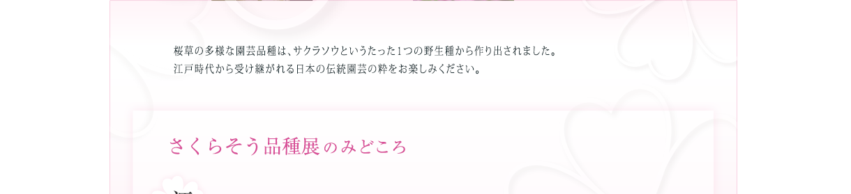 さくら草の多様な園芸品種は、サクラソウというたった1つの野生種から作り出されました。江戸時代から受け継がれる日本の伝統園芸の粋をお楽しみください。