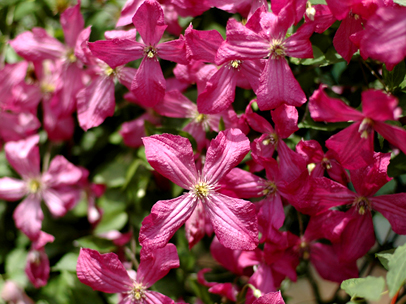 クレマチス ‘エティカ’