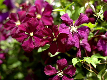 クレマチス ‘エトワール・バイオレット’