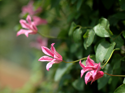 クレマチス ‘ダッチェス・オブ・アルバニー’