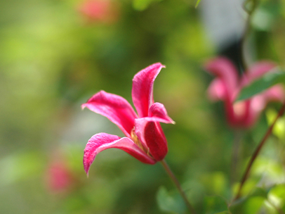 クレマチス ‘プリンセス・ダイアナ’