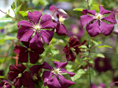 クレマチス ‘ブルー･ベル’