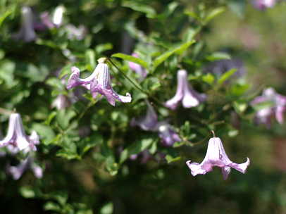 クレマチス ‘ベティー・コーニング’